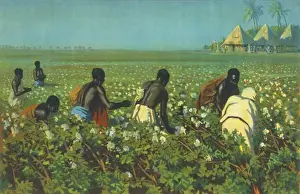 A Sudan Cotton Field