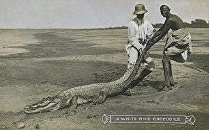 Sudan - A White Nile Crocodile