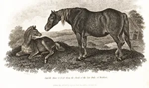 Foal Prints: Suffolk Agricultural Punch Horse mare and foal