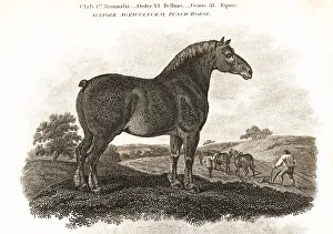 Stallion Prints: Suffolk Agricultural Punch Horse stallion