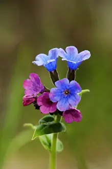 Suffolk lungwort / Unspotted lungwort flowering wild plant