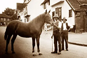 Suffolk Punch heavy horse
