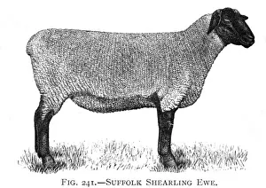 Ewes Prints: Suffolk Shearling ewe breed of sheep