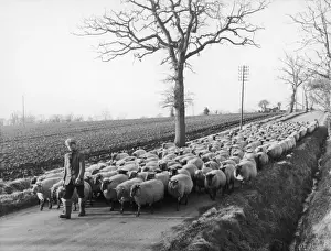 Suffolk Shepherd