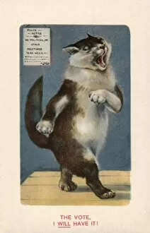 Fierce Collection: Suffragette Cat Will Have The vote