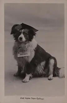 Declares Prints: Suffragette Dog Home from College