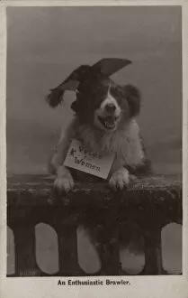 Suffragette Dog in Mortar Board