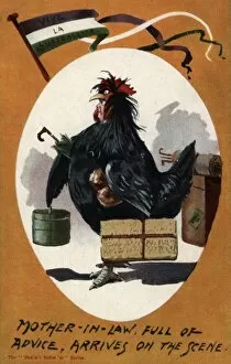 Suffragette mother-In-Law Cockerel