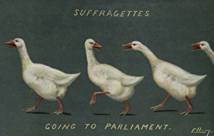 Suffragettes Geese to Parliament Suffragettes Geese to Parliament