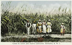 Arrow Collection: Sugar Cane field - Barbados
