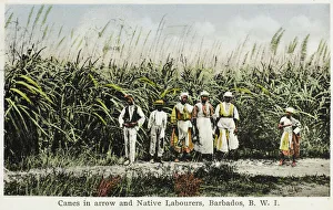 Arrow Collection: Sugar Cane field - Barbados