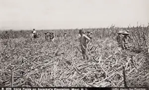 Sugar Cane Fields, workers cutting cane, Maui, Hawaii