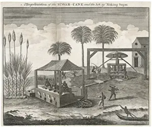 Sieving Prints: Sugar-Cane-Making Sugar