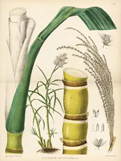 Herbal Prints: Sugar-cane, Saccharum officinarum