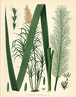 Sugar cane, Saccharum officinarum