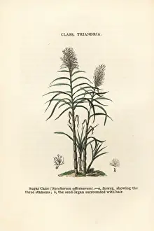 Sugar cane, Saccharum officinarum