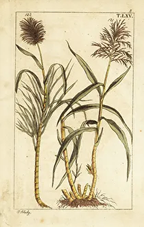Sugar Prints: Sugar cane, Saccharum officinarum