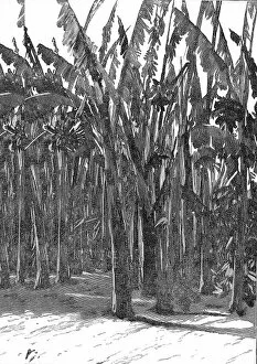 Images Dated 9th November 2004: Sugar Cane, Southern California, 1888