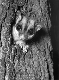 Sugar Prints: Sugar Glider