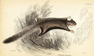 Lizars Prints: Sugar glider, Petaurus breviceps