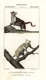 Sugar glider, Petaurus breviceps, and northern
