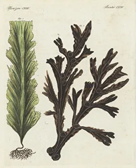 Seaweed Prints: Sugar kelp and bladderwrack