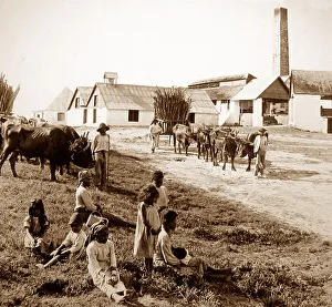 Sugar mill, Jamaica