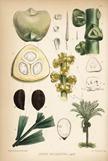 Pinnata Collection: Sugar palm or arenga palm, Arenga pinnata