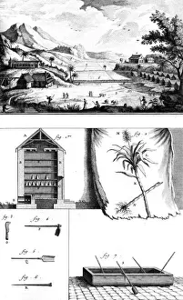 Function Prints: Sugar Plantation / Diderot