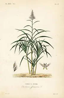 Sugar Prints: Sugarcane, Saccharum officinarum