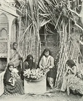 Sugarcane Sellers, Cairo, Egypt