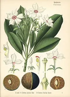 Adolph Prints: Suicide tree, pong-pong, and othalanga, Cerbera odollam