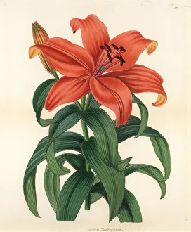 Maculatum Gallery: Sukashiyuri, Lilium maculatum