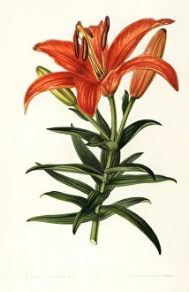 Stroobant Collection: Sukashiyuri lily, Lilium maculatum