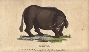 Sukotyro, mythical creature