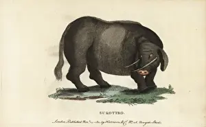 Sukotyro, Sukotyrus indicus