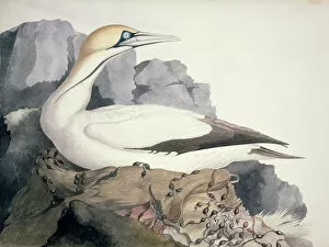 Macgillivray Collection: Sula capensis, Cape Gannet