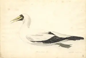 1754 1794 Prints: Sula dactylatra, masked booby