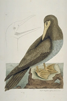 Mark Catesby Collection: Sula leucogaster, brown booby