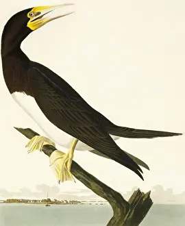 Sula leucogaster, brown booby