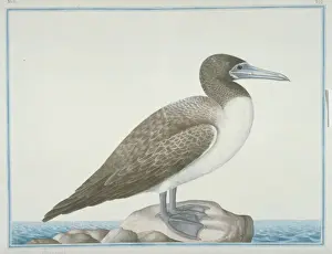 Sula leucogaster, brown booby