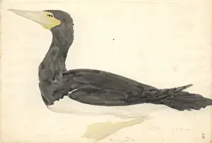 Sula leucogaster, brown booby