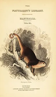 Lizars Prints: Sulawesi bear cuscus, Ailurops ursinus