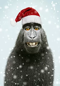 Digitally Collection: Sulawesi crested black macaque, wearing Christmas