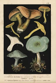 Agaric Gallery: Sulphur knight or gas agaric, Tricholoma sulphureum