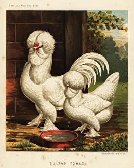 Breeding Collection: Sultan fowls, Gallus gallus domesticus