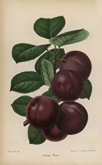 Florist Gallery: Sultan Plum variety, Prunus domestica