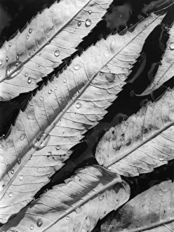Images Dated 18th May 2011: Sumac Leaves