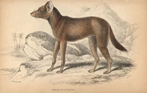 Alpinus Gallery: Sumatran dhole, Cuon alpinus sumatrensis Endangered
