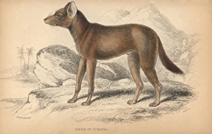 Jardine Collection: Sumatran dhole, Cuon alpinus sumatrensis Endangered